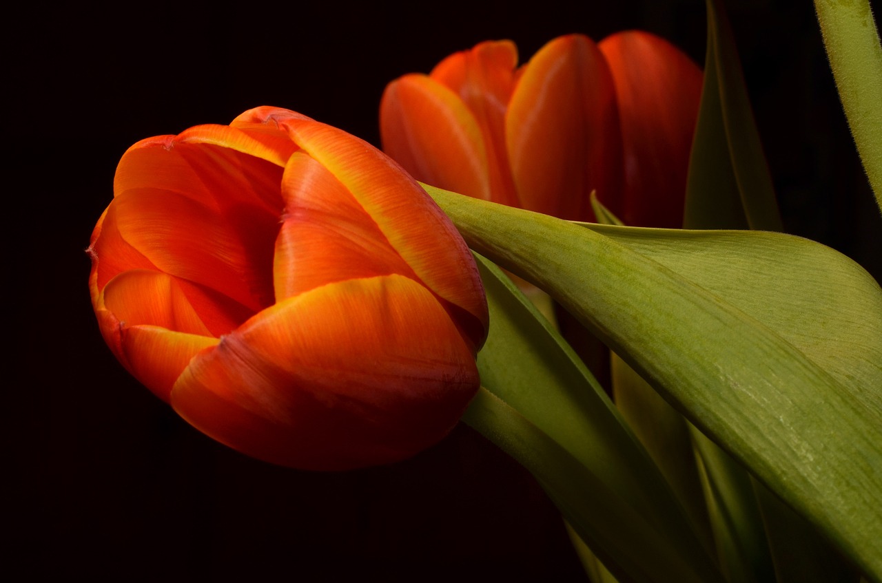 tulip orange flower free photo