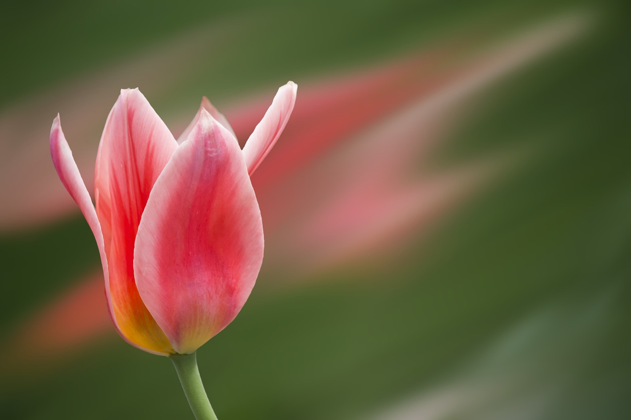 tulip red flower free photo