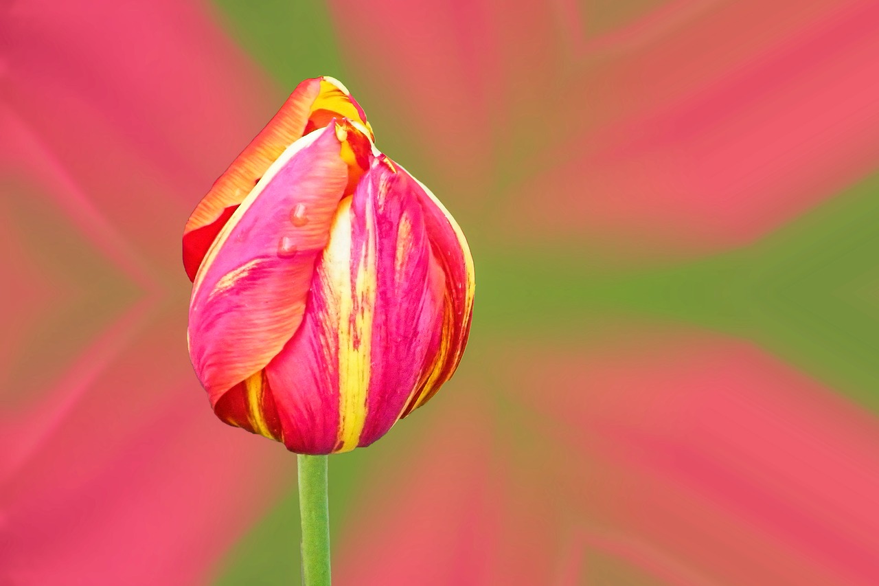 tulip red yellow flower free photo