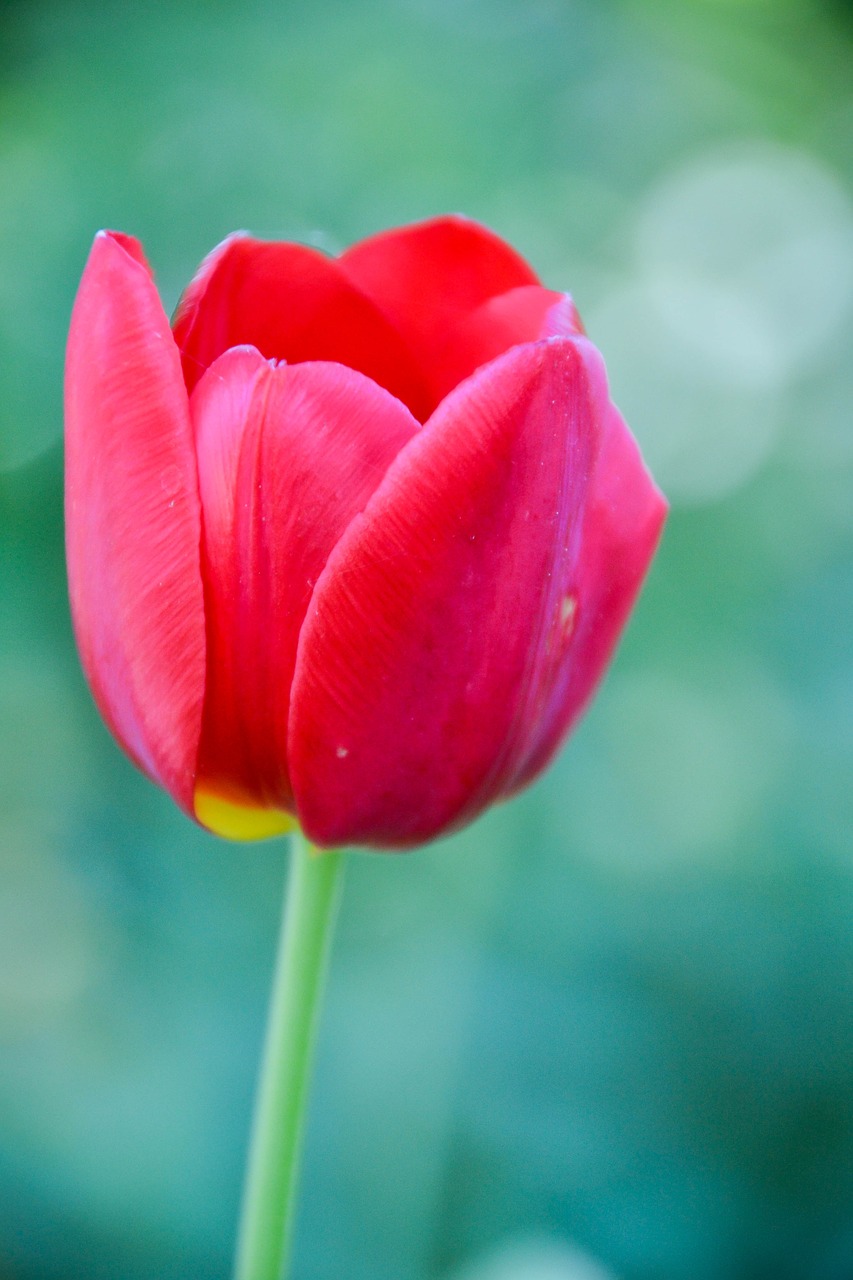 tulip macro detail free photo