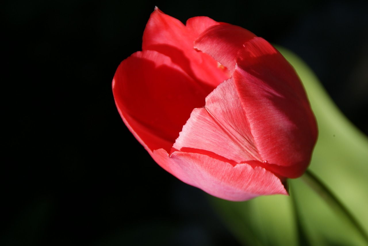 tulip flower blossom free photo