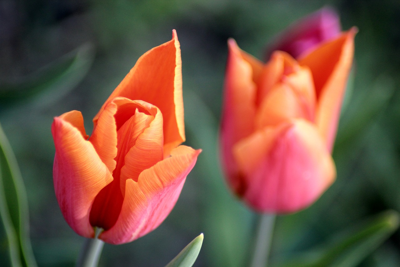 tulip spring flowers free photo
