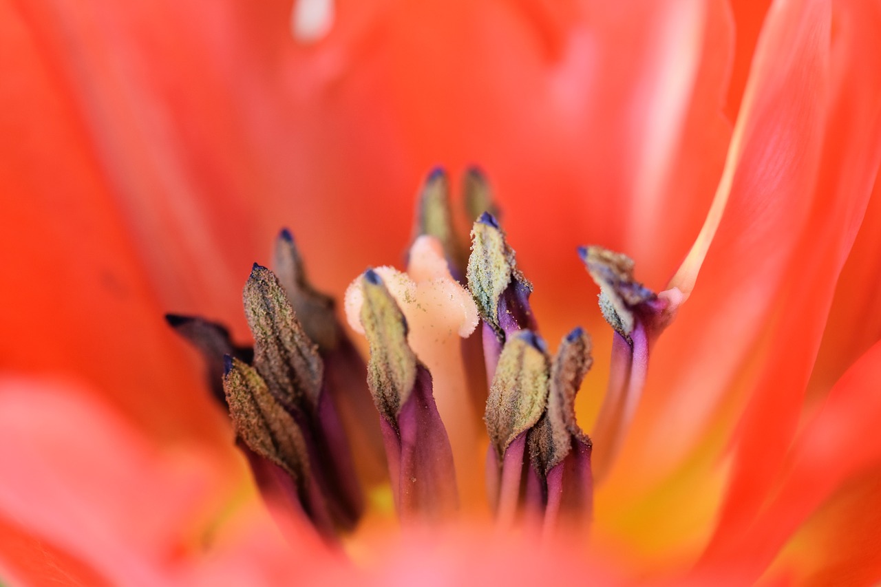 tulip flower blossom free photo