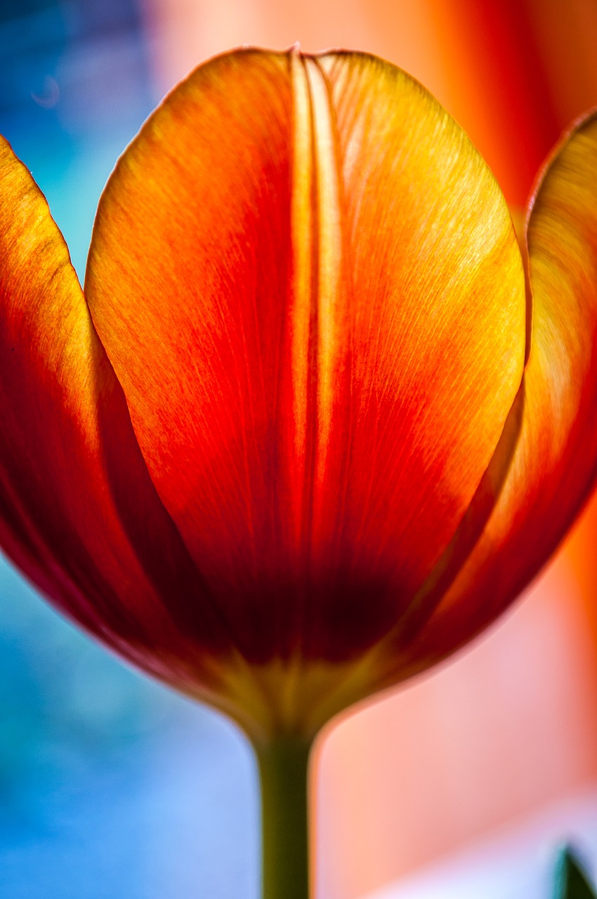 tulip red flower free photo