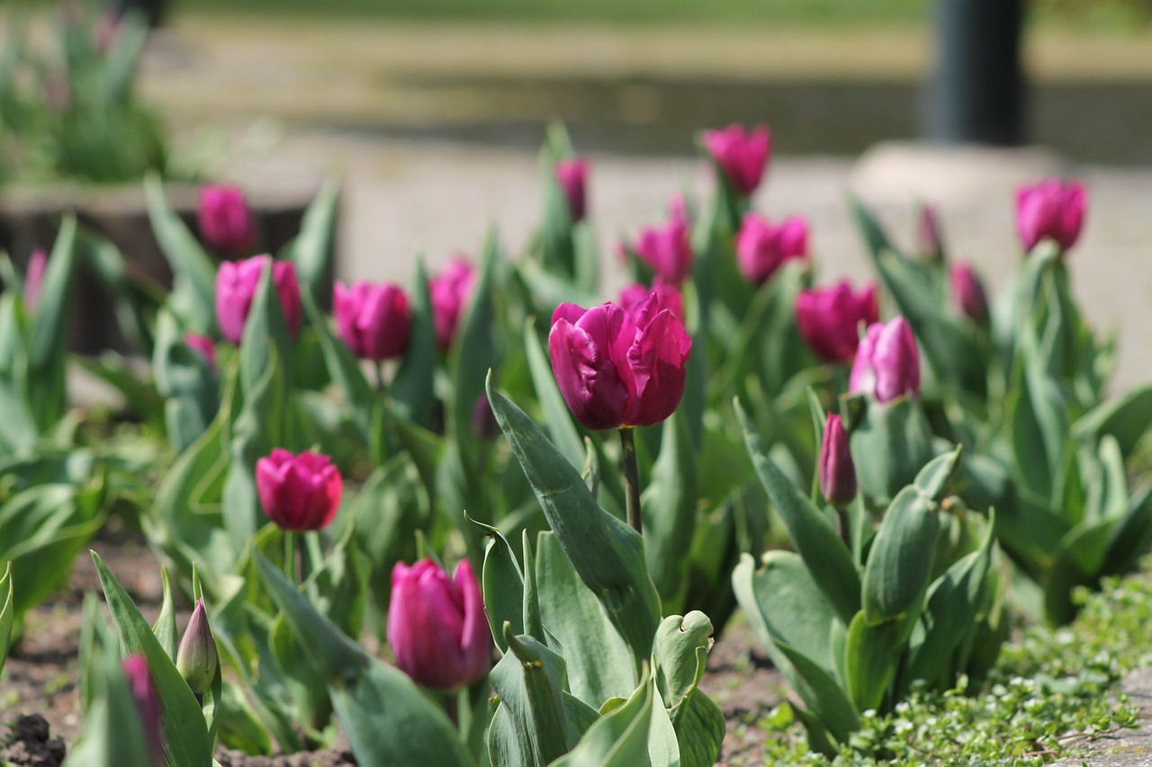 tulip spring flower free photo