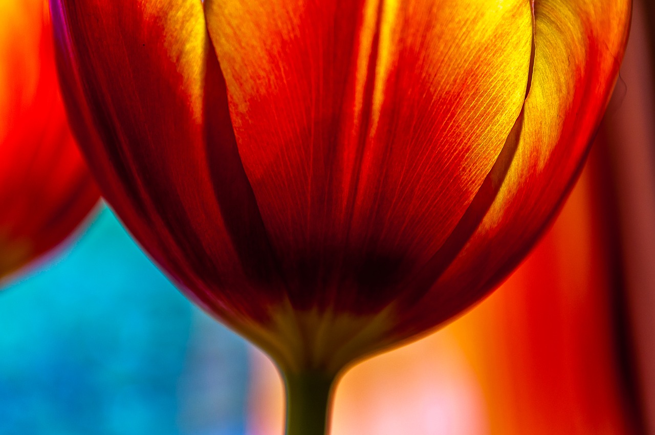 tulip red flower free photo