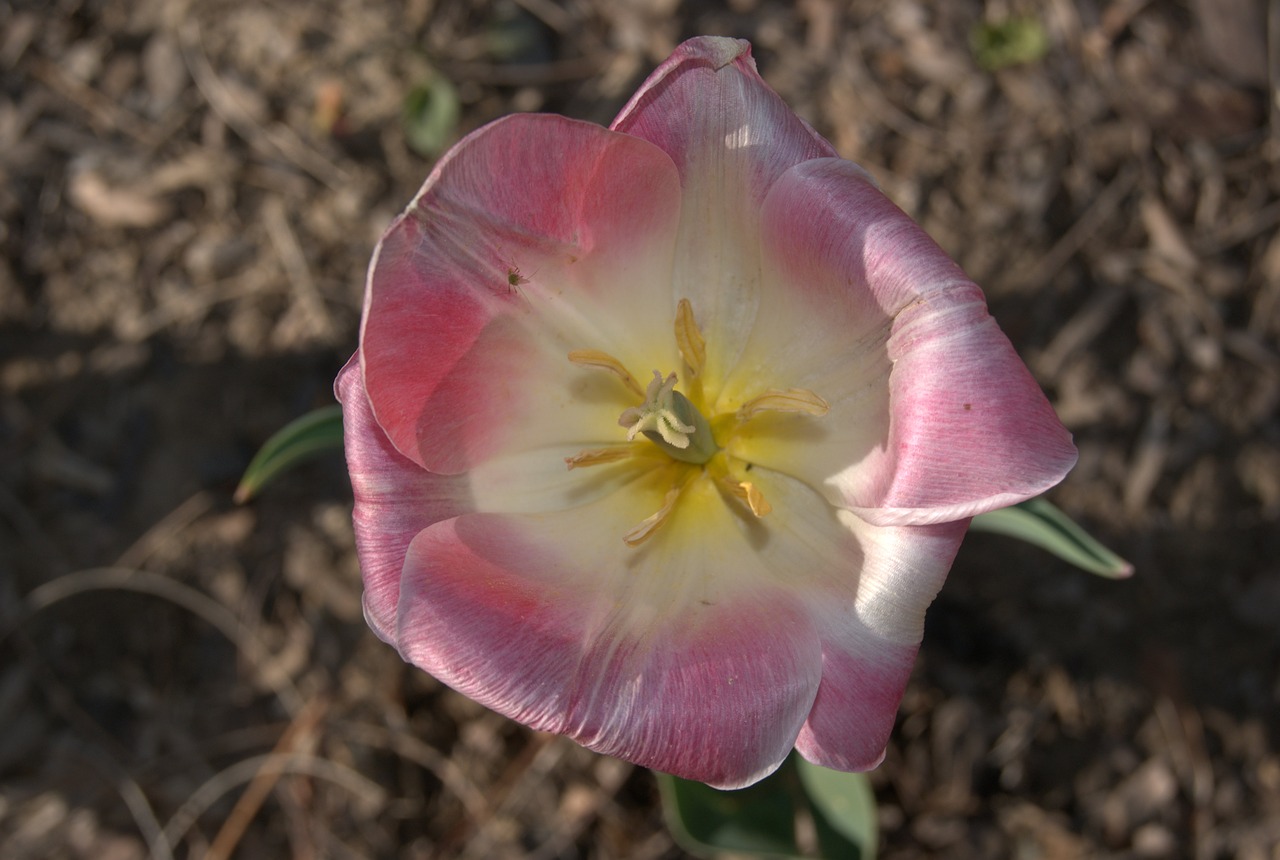 tulip flowers blossoms free photo