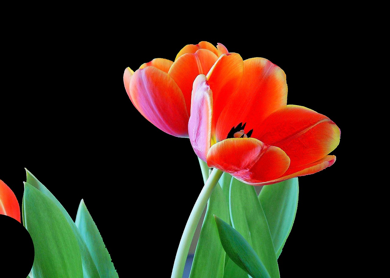 tulip blossom bloom free photo