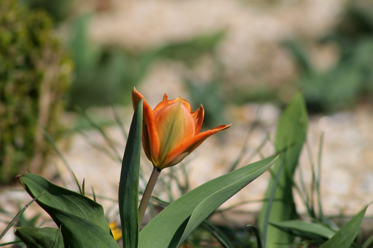 tulip spring harbinger of spring free photo