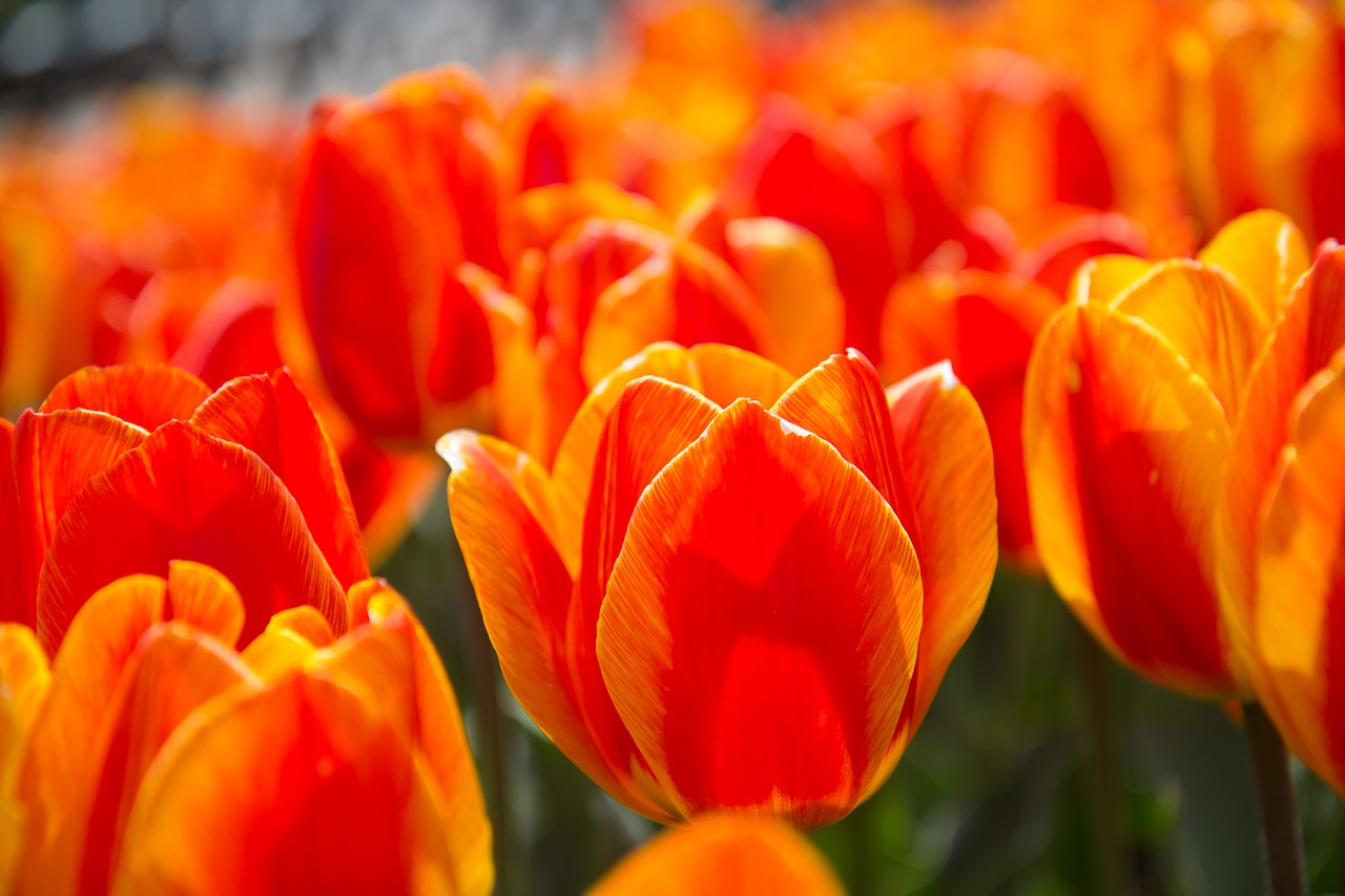 tulip spring red flower free photo