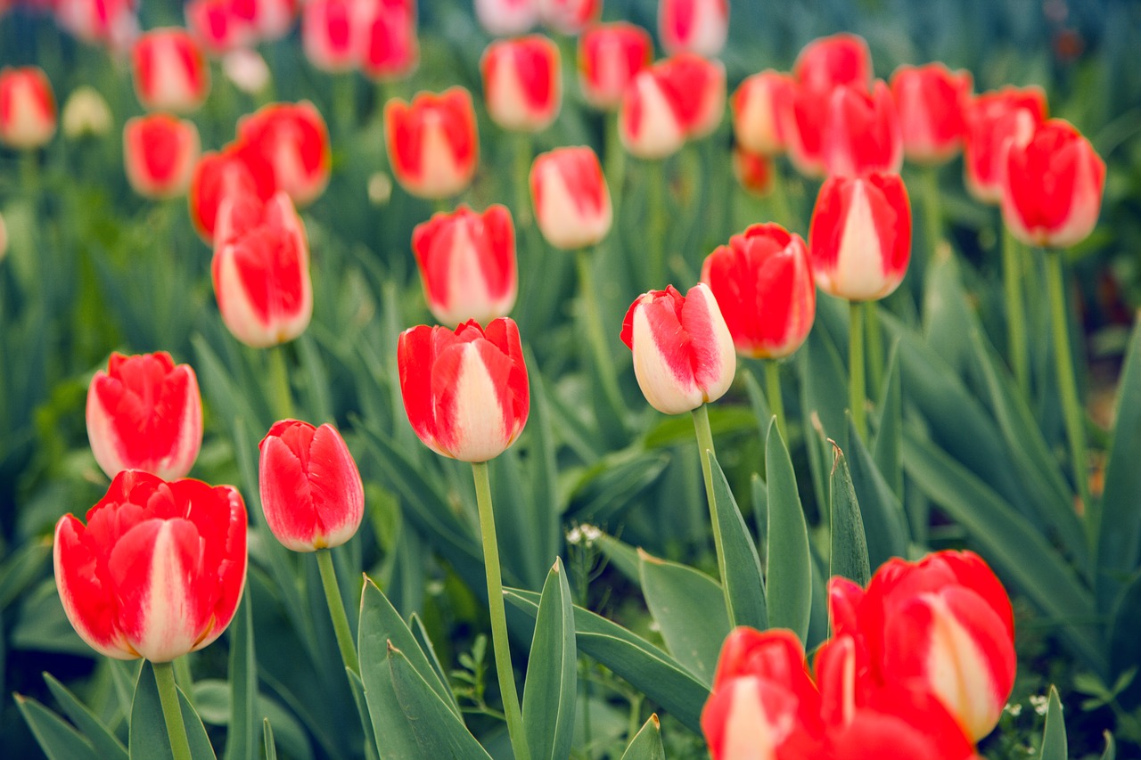 tulip red and white natural landscape free photo