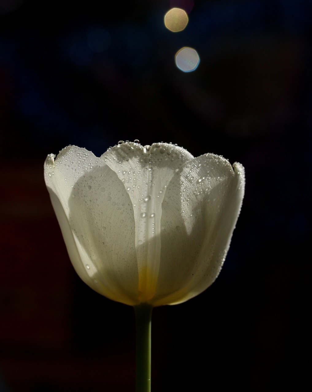 tulip white drops free photo