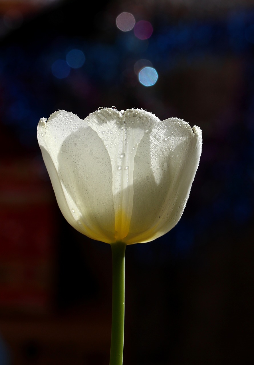 tulip white drops free photo