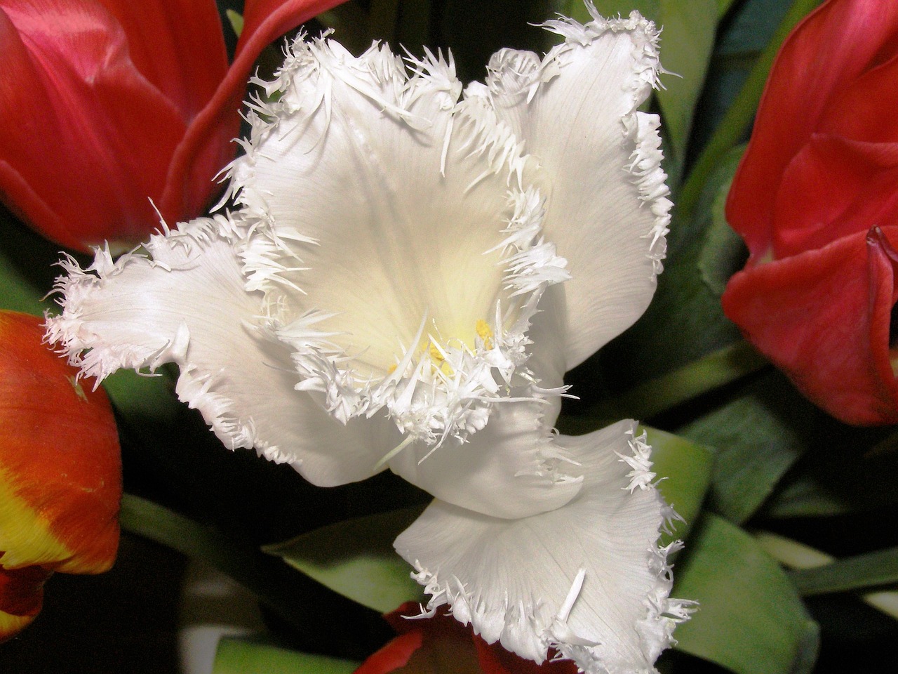 tulip close white blossom free photo