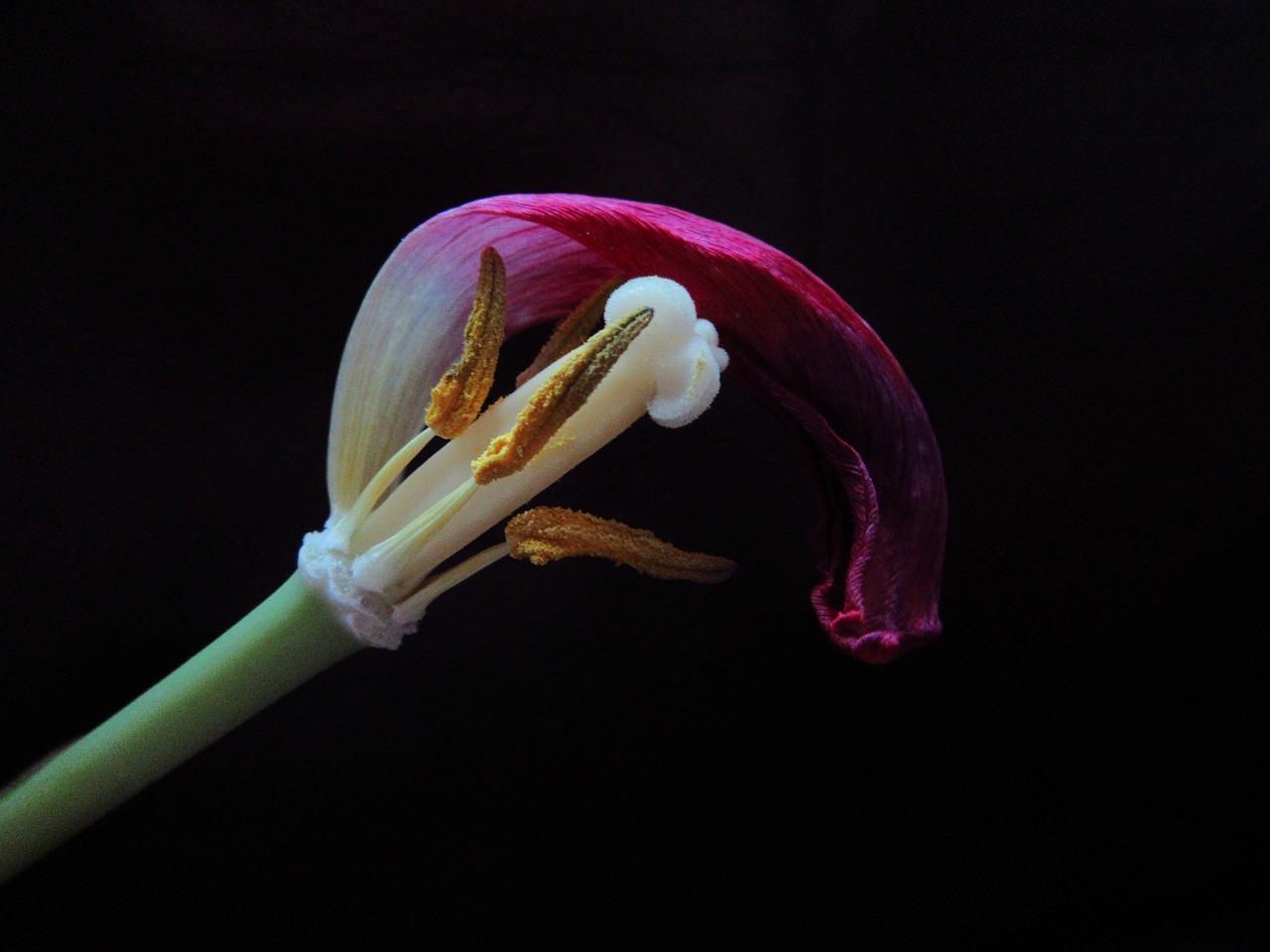 tulip overblown pestle free photo