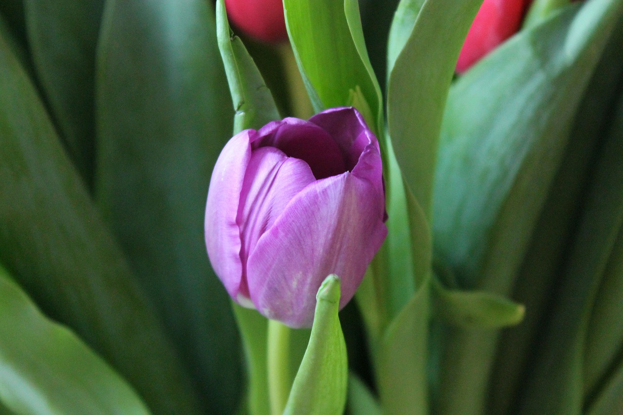 tulip tulips purple tulip free photo