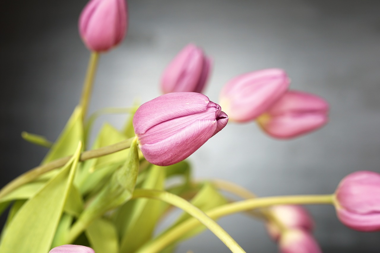 tulip flowers blossom free photo