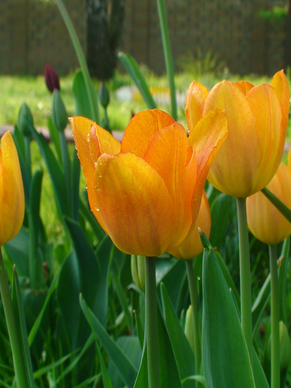 tulip tulips holiday free photo