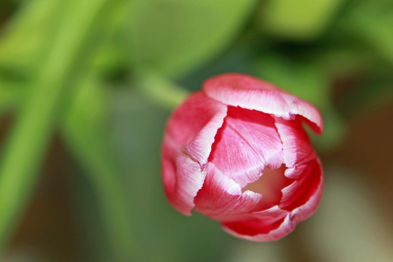 tulip red spring free photo