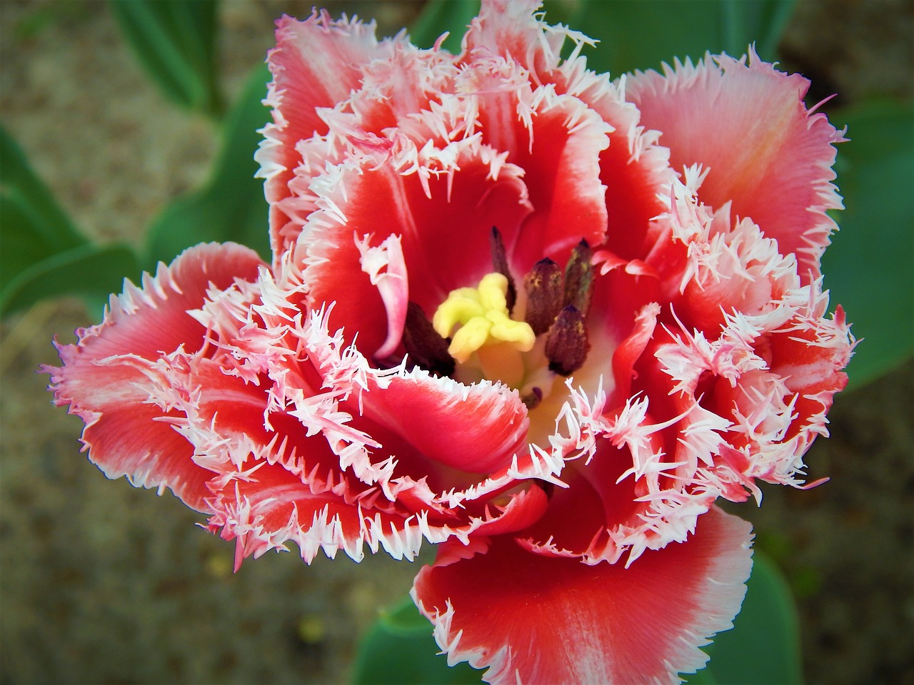 tulip makrosemka flowers free photo