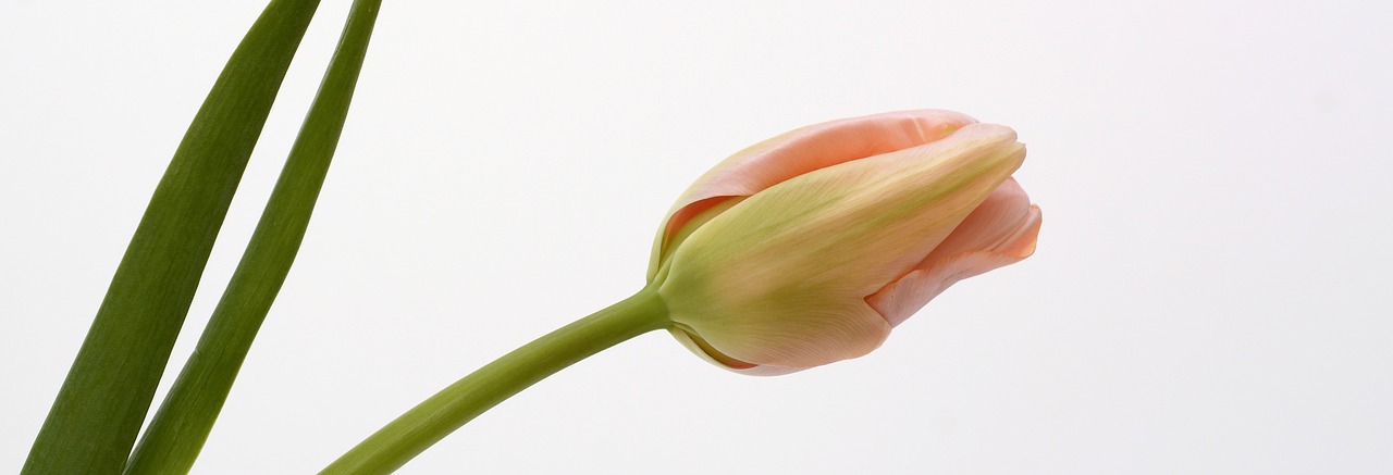 tulip blossom bloom free photo