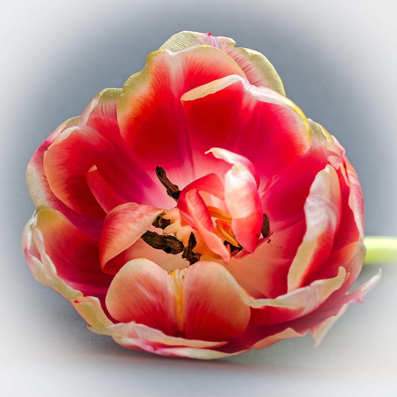 tulip tulip head blossom free photo