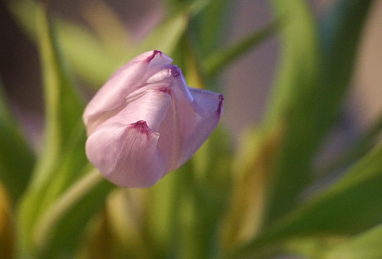 tulip blossom bloom free photo