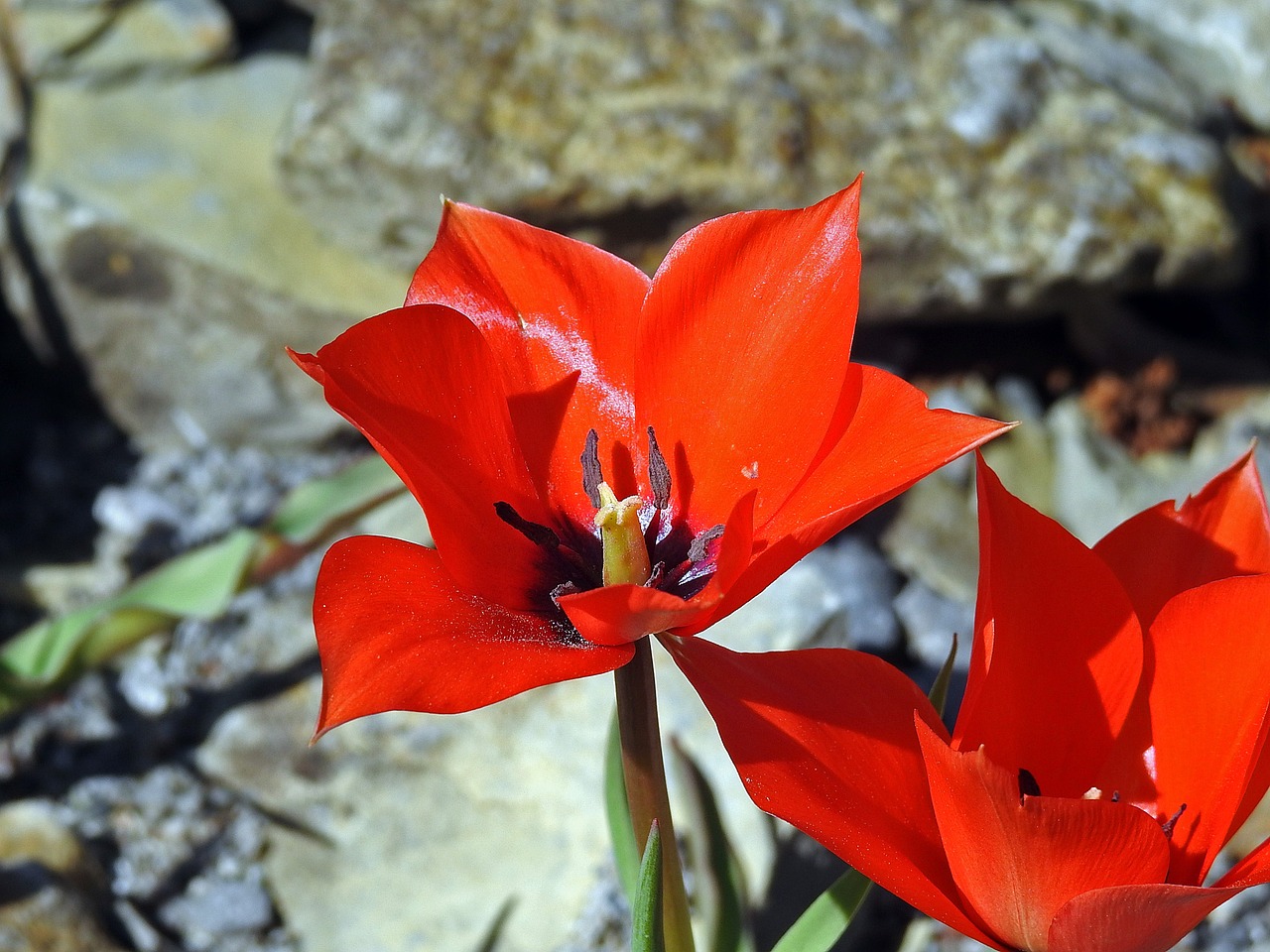 tulip blossom bloom free photo