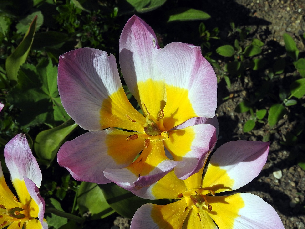 tulip blossom bloom free photo