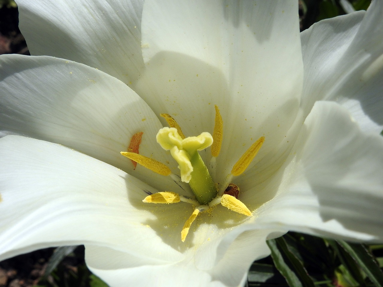 tulip blossom bloom free photo