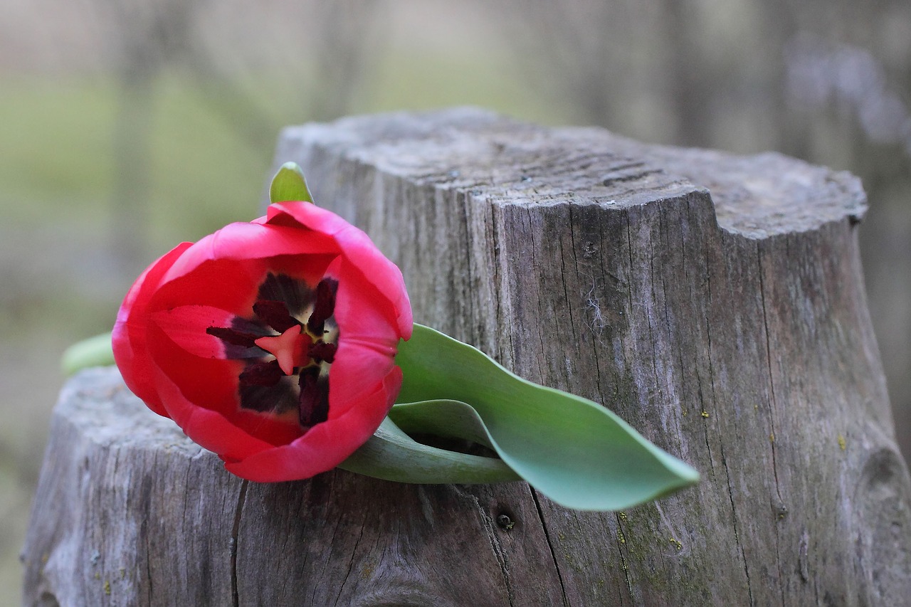 tulip flower spring free photo