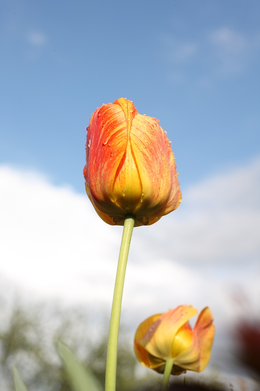 tulip gelbrot red free photo