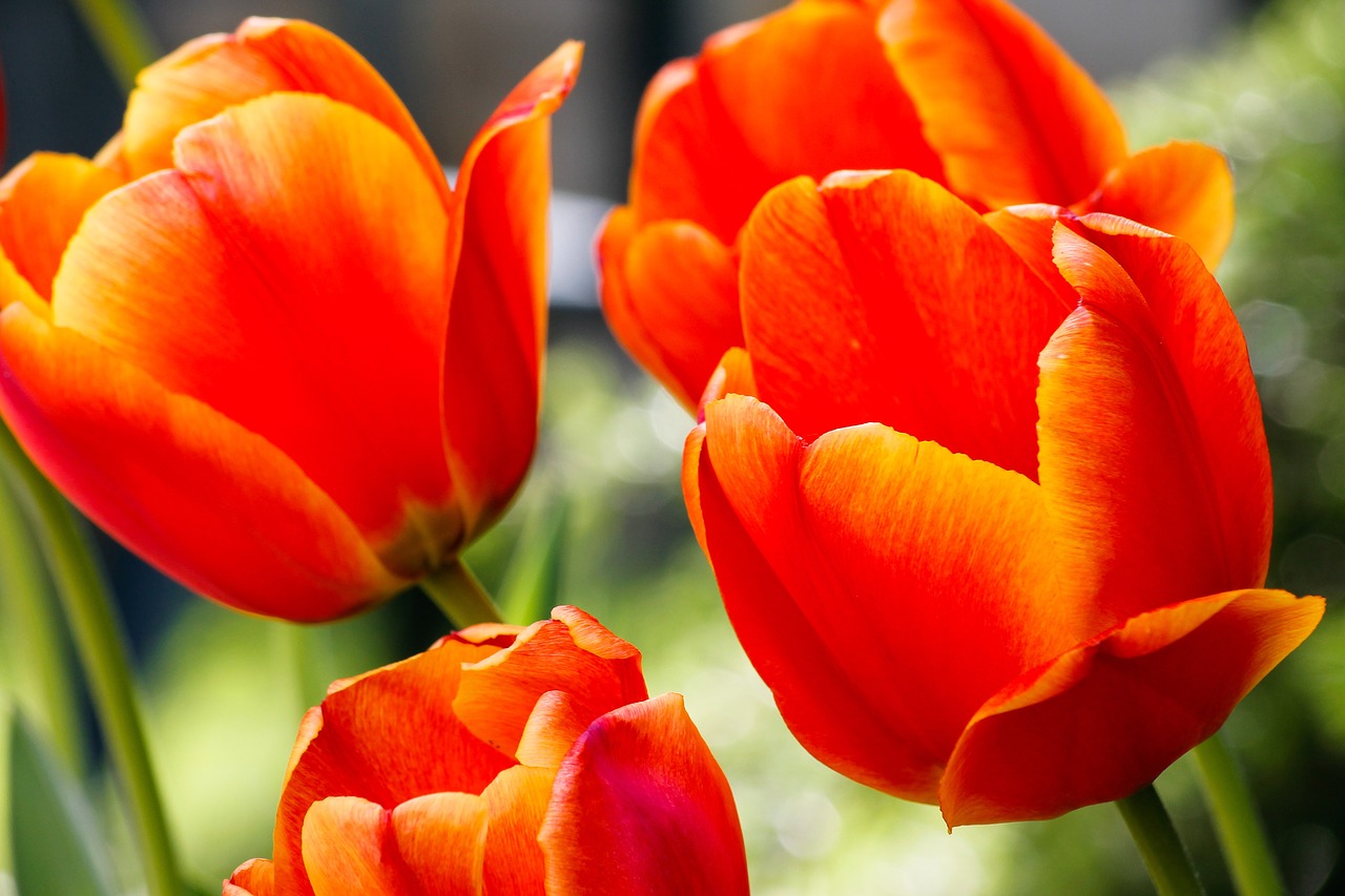tulip tulips garden free photo