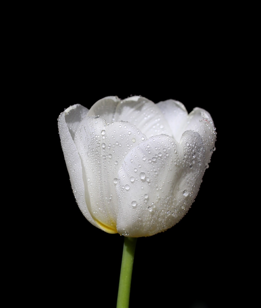 tulip white drops free photo