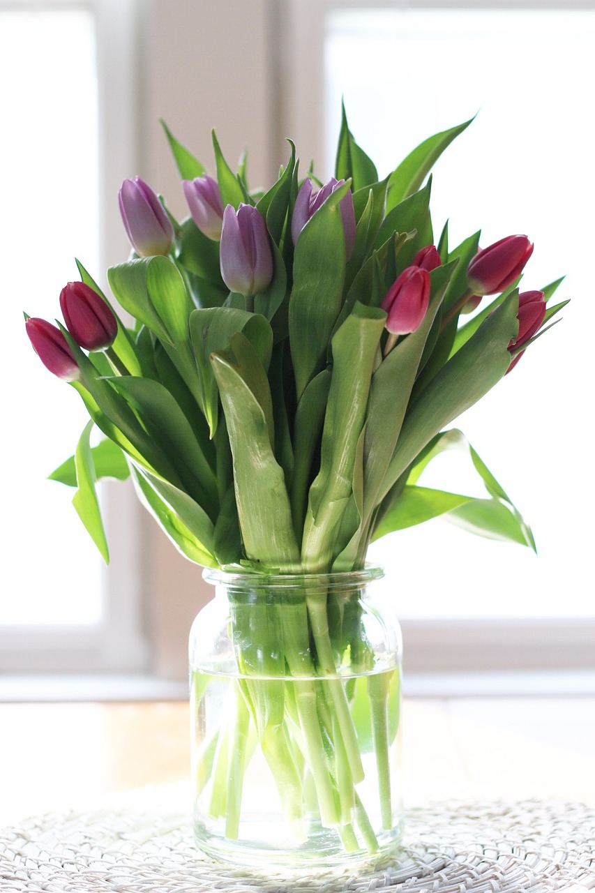 tulip flowers plant free photo