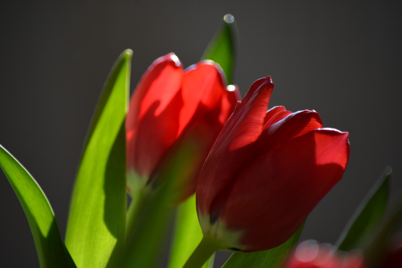 tulip nature flower free photo