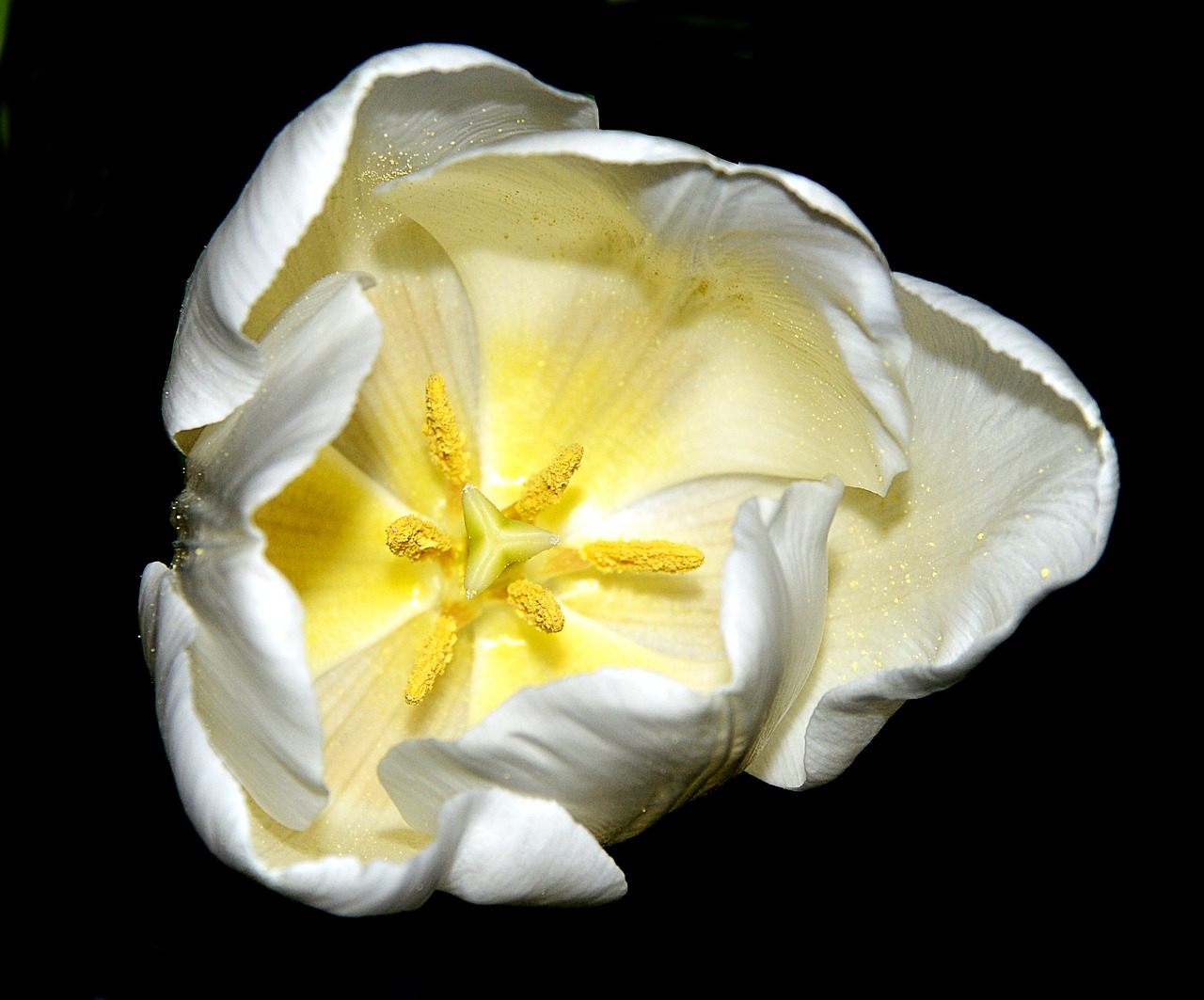 tulip white blossom free photo