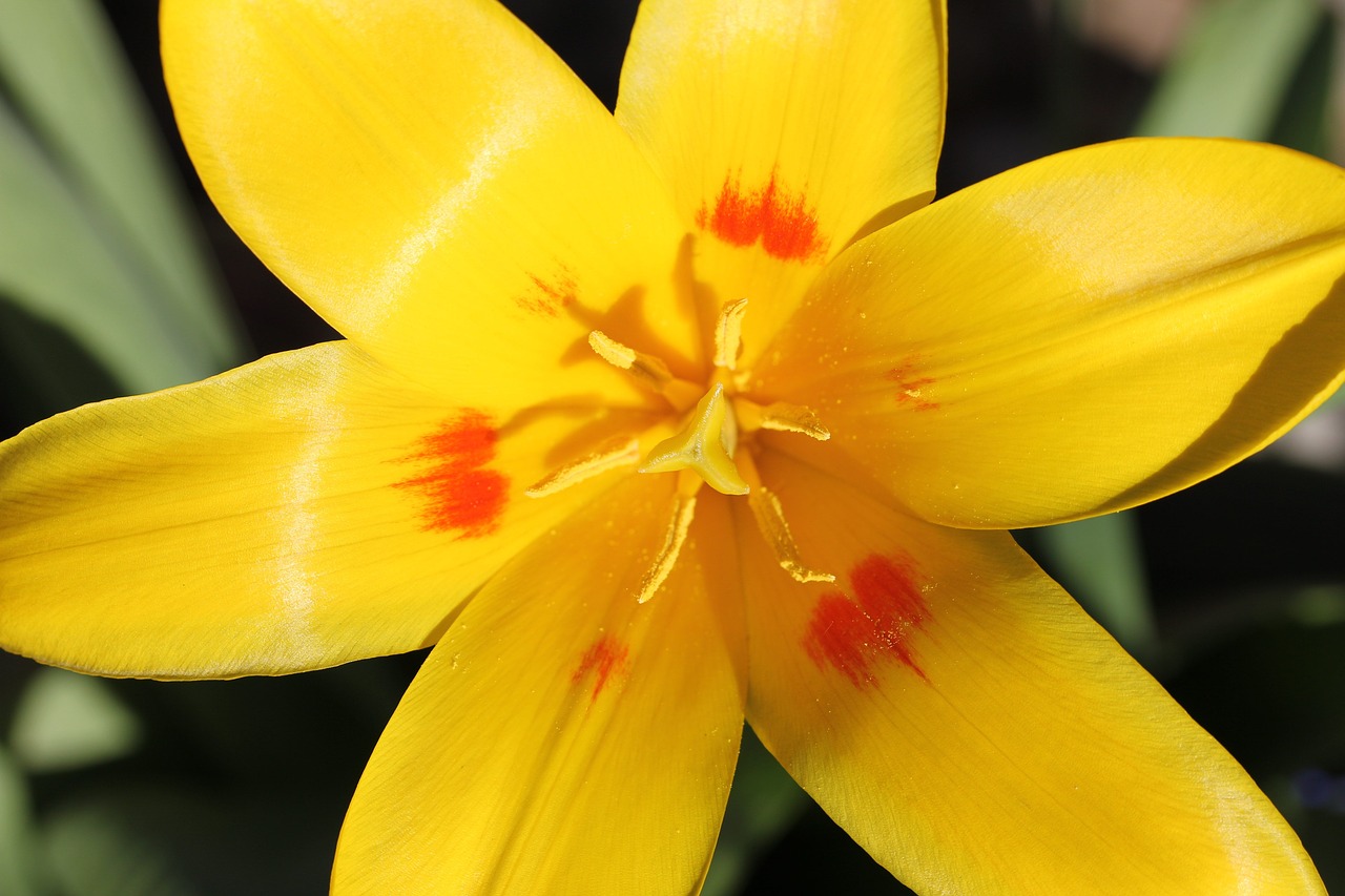 tulip yellow sunny free photo
