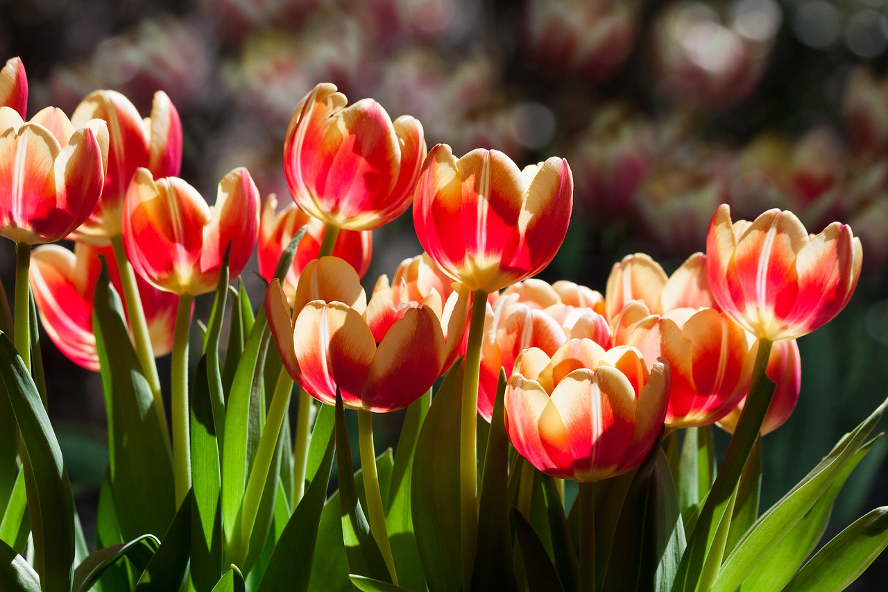 tulip spring flower flower free photo