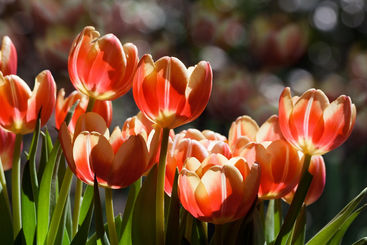 tulip spring flower flower free photo