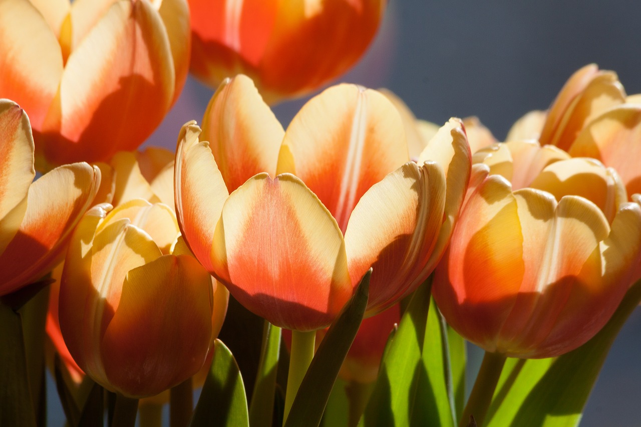 tulip spring flower flower free photo