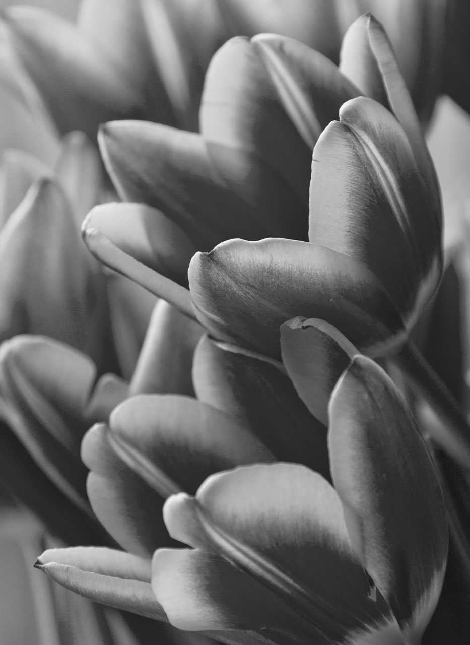 tulip mono flower free photo