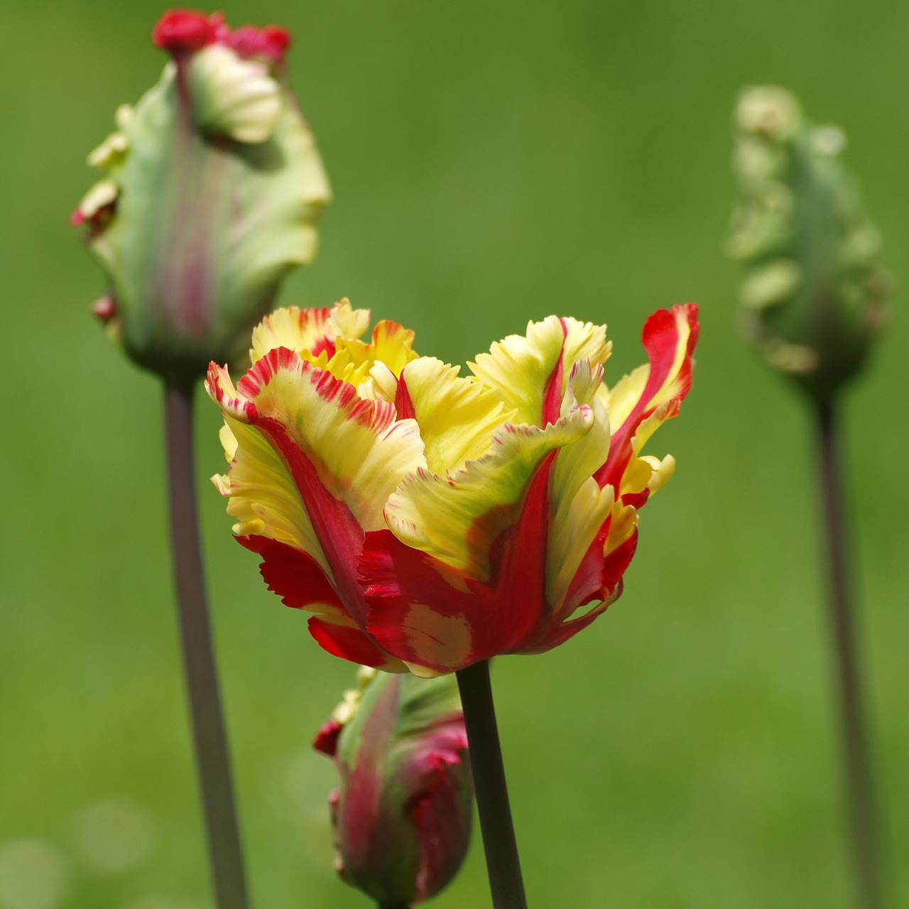 tulip flowers parrot tulip free photo