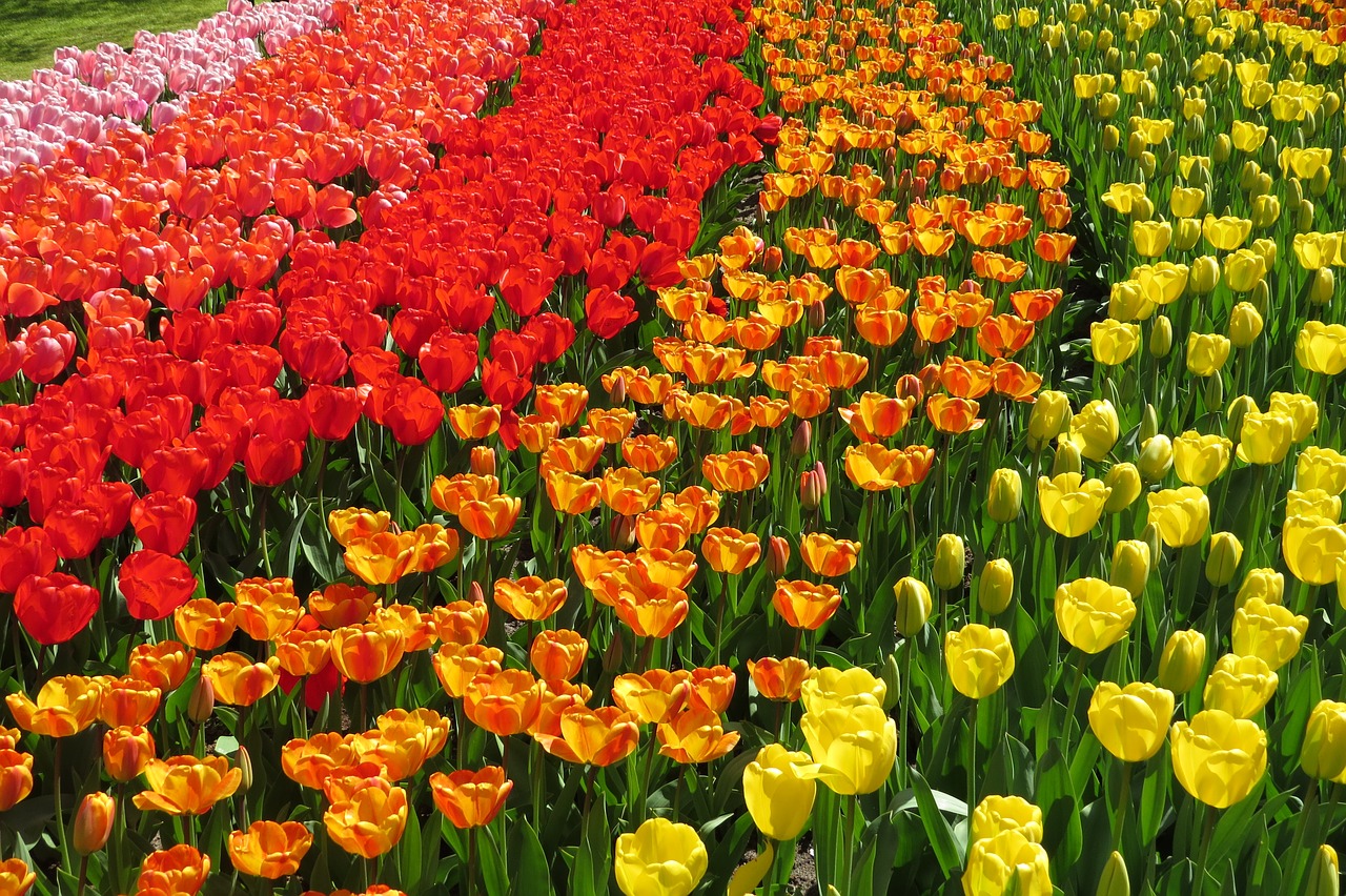 tulip tulips bloom free photo