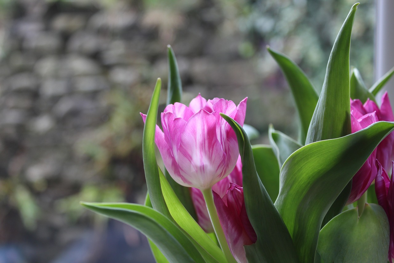 tulip flower pink free photo