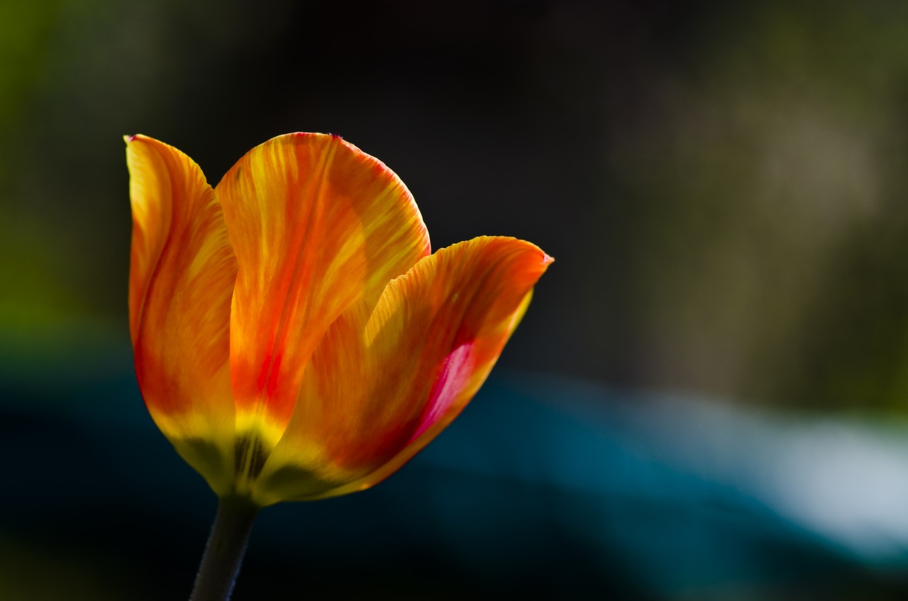 tulip spring orange free photo