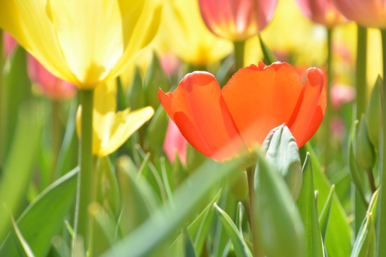 tulip red tulip flower free photo