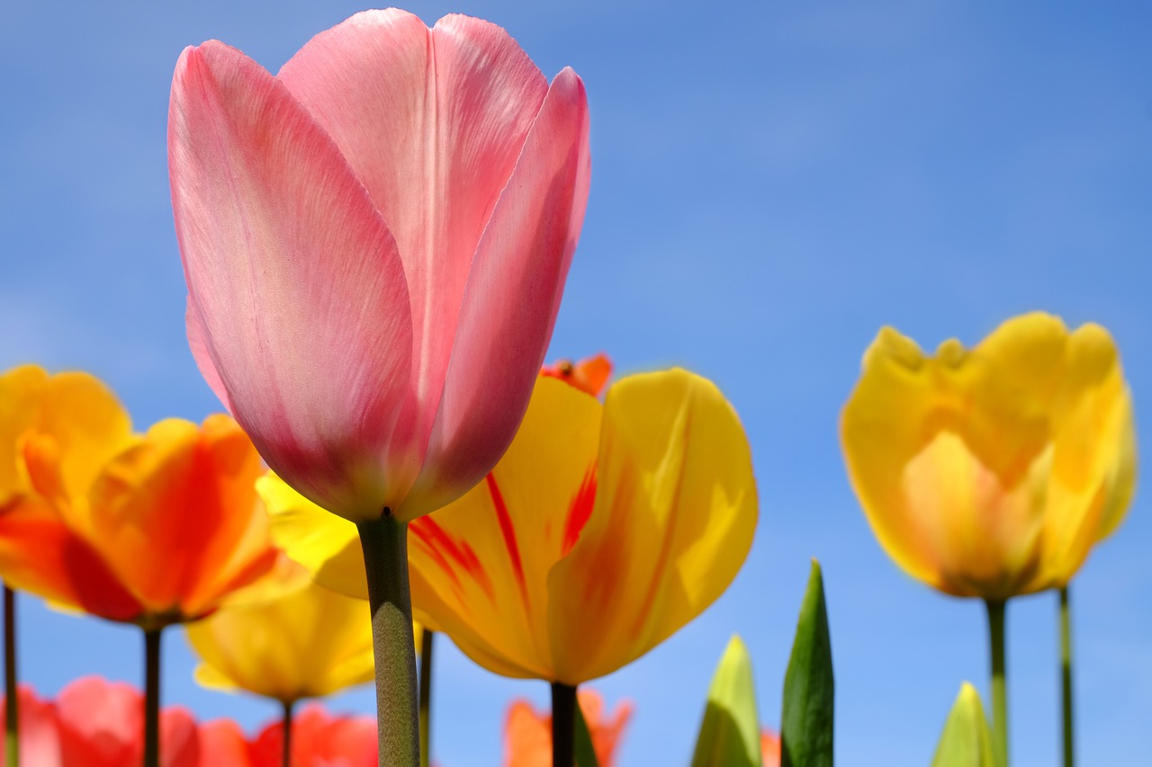 tulip flower blossom free photo