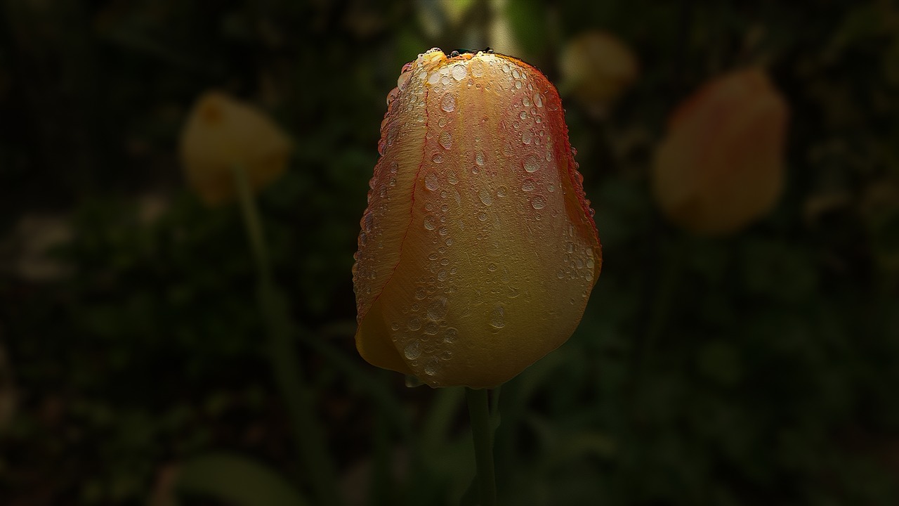 tulip garden spring free photo