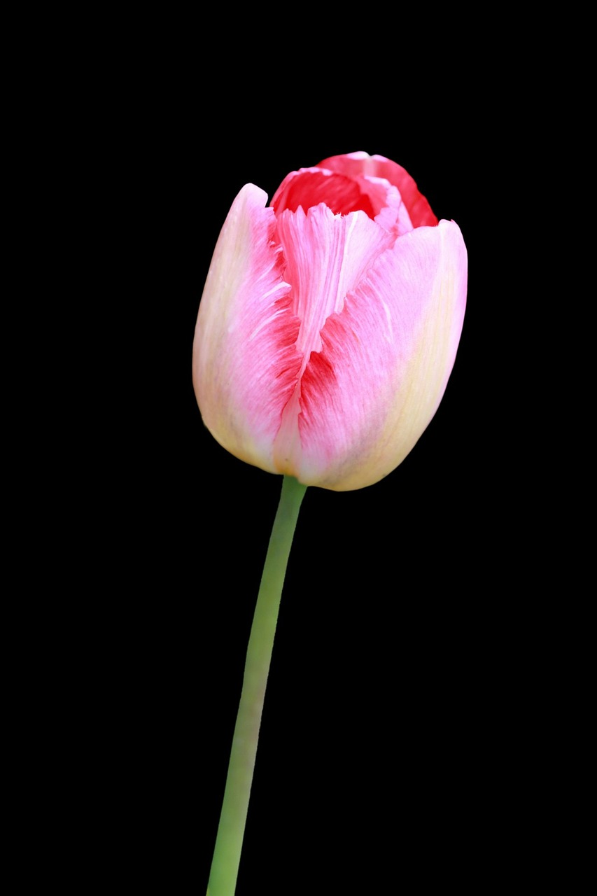 tulip flower red free photo